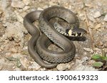 European Grass Snake  Natrix...
