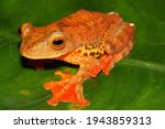 Small photo of Harlequin tree frog (Rhacophorus pardalis) in natural habitat