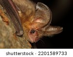 The brown long-eared bat or common long-eared bat (Plecotus auritus) on the tree branch in a natural habitat