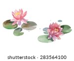 Watercolor Lily Isolated On...