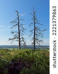 View of two dried pine trees without bark against sky on top of Hakoinen Castlehill in summer, Hakoinen, Janakkala, Finland.