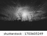 Small photo of Black and white image of dead gum trees silhouetted and back-lity bt sun filtered by light cloud in forest of bare dead wriggly trees in Great Otway National Park, Victoria, Australia.