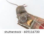 Dead Mice Free Stock Photo - Public Domain Pictures