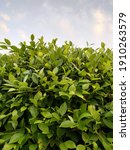 Small photo of Griselinia is a genus of seven species of shrubs and trees, with a highly disjunct distribution native to New Zealand and South America. It is a classic example of the Antarctic flora.