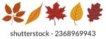 Autumn leaves colorful isolated cutout vector clipart illustration set. Fall season leaves design elements. Tree foilage nature pictogram, logo or icon collection.