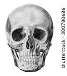 An Illustration Of Human Skull...
