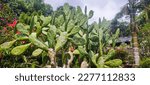 Small photo of Opuntia leucotricha Cactus Plant with Closed Thorns. Cactus green plant with thorns and flowers, people who stab by scribbling or writing names on cactus trees