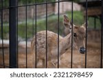 Small photo of Timor deer (Rusa timorensis) is a type of tropical deer with the widest distribution in Indonesia. Timor deer spread from Java, Bali, South Kalimantan, Nusa Tenggara (including Timor Leste)