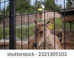 Small photo of Timor deer (Rusa timorensis) is a type of tropical deer with the widest distribution in Indonesia. Timor deer spread from Java, Bali, South Kalimantan, Nusa Tenggara (including Timor Leste)