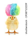 Small photo of Crazy yellow chick with ridiculous hair isolated on white background