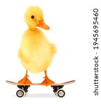 Cute Cool Duckling With...