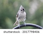 A Tufted Titmouse Perched On A...