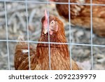 A Large Chicken Coop With A...