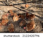 A Large Chicken Coop With A...
