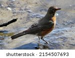 An American Robin Standing Is...