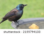 A Common Grackle That Is...