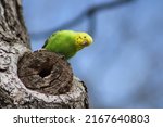 A green and white parakeet. the ...