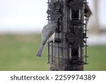 A Tufted Titmouse Perched On A...