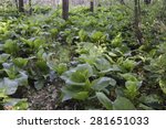 The big leaves of Skunk Cabbage plants in a swamp.
