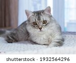 Small photo of A very beautiful, white kitten of the Scottish breed with brown eyes. He lies thereon the bed on a white blanket and looks on you. Highlandstright. Wallpaper, postcard, puzzle, notebook. Soft focus.