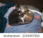 Qingdao, Shandong, China - March 15 2022: Two cuddly cute cats hugging each other in a loving embrace on a bed covered in blankets, one is a tom Chinese tiger cat and the girl is a female calico.