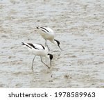 Small photo of A couple of avocets are forgoing.