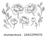 peony flower and leaves drawing.... | Shutterstock .eps vector #1042299070