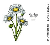 daisy flower drawing. vector... | Shutterstock .eps vector #1148716829