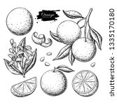 orange fruit vector drawing.... | Shutterstock .eps vector #1335170180