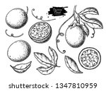 Passion Fruit Vector Drawing...