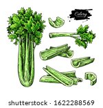 celery hand drawn vector... | Shutterstock .eps vector #1622288569