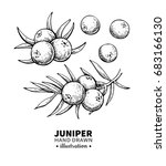 juniper vector drawing.... | Shutterstock .eps vector #683166130