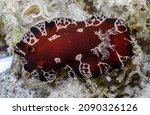 Small photo of Tide pools around Australia's Northwest Cape harbor tons of coastal marine species including many species of nudibranch. Nudibranchs are a type of sea slug.