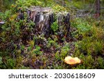 Small photo of In nearhood of fallen trees is it a common sight to see mushrooms who living on the moldering tree