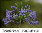 Agapanthus Or The Lilly Of The...