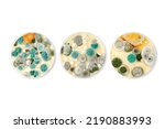 Small photo of Mold samples isolated on white background. Copy space for your text. A petri dish with colonies of microorganisms for bacteriological analysis in a microbiological laboratory. Close up view of mould