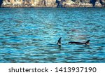 Pod Of Orca Killer Whales In...