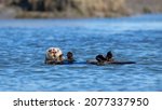 Small photo of Bloody nosed Sea Otter [enhydra lutris] floating in the Elkhorn Slough at Moss Landing on the Central Coast of California USA