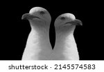 Two White Seagull Birds...