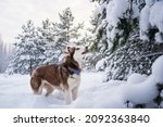 husky dog in winter snow