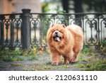 Red Chow Chow Dog Portrait...