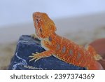 Small photo of Red Bearded dragon or Pogona in a cage.Their diet consists primarily of vegetation and insects.They are found throughout much of Australia and inhabit environments such as deserts and shrublands.