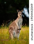 Kangaroo With Her Joey In Pouch