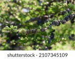 Small photo of Close up of tamarack larch (Larix laricina)tree branch with spring flower and cones, in Newfoundland and Labrador.