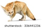 Fennec Fox   Isolated