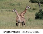 Small photo of Two maasai giraffes stand close together, looking opposite ways in the open savannah. The smaller of the two looks left over the sunny grasslands. Oxpecker birds feed on sides of their hosts.