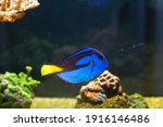 Paracanthurus hepatus - Blue tang in reef aquarium