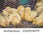 Yellow chicks are ready to be sold behind bars in a cage at a farmer's market. Selective focus. Close up.