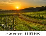 sunrise over a vineyard in the south west of France, Bergerac.