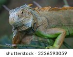 The Green Iguana  Also Known As ...